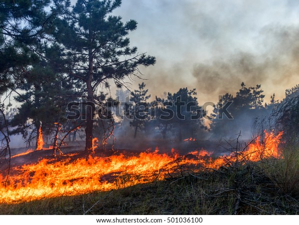 森林火災 野火 汚染 多くの煙の後に木を燃やした の写真素材 今すぐ編集