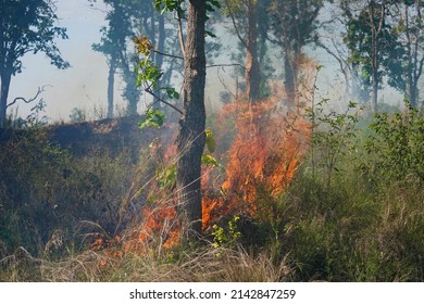  forest fire The fire was burning the grass with dry leaves on the ground and spreading across the forest floor.                            - Shutterstock ID 2142847259