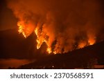 Forest fire burning at night