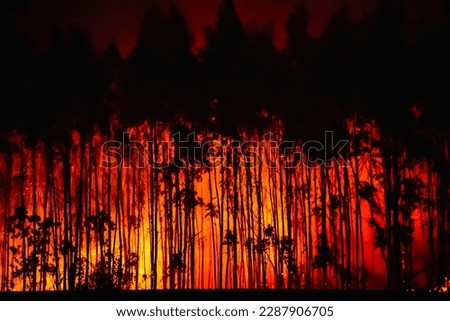 Forest fire. burning forest. Silhouettes of burning eucalyptus trees. fire prevention concept. attack on nature. Asturias, spain.