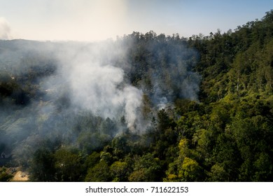 Forest Fire - Burning Tree Aerial