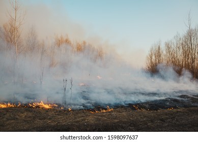 Forest and fire, burning trees and large flame with many ashes