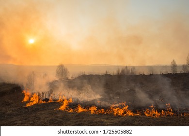 Forest Fire Burning, Wildfire Close Up At Day Time.