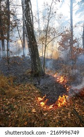 Forest Fire Burning, Wildfire Close Up At Day Time. Selective Focus