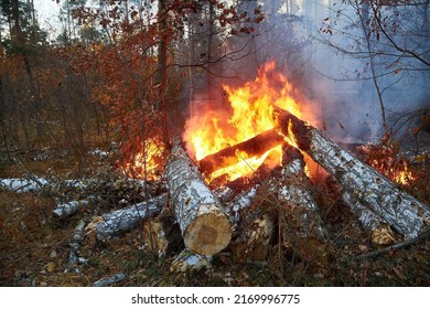 Forest Fire Burning, Wildfire Close Up At Day Time. Selective Focus