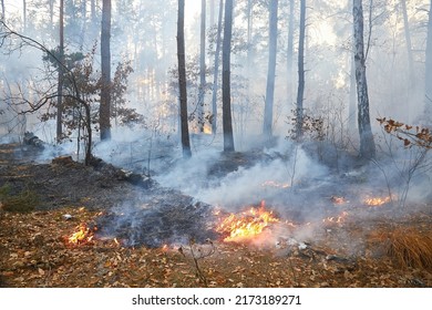 Forest Fire Burning, Wildfire Close Up At Day Time