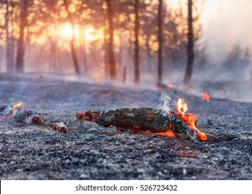 Forest Fire Burning, Wildfire Close Up At Day Time