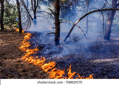 Forest Fire Burning, Wildfire Close Up At Day Time