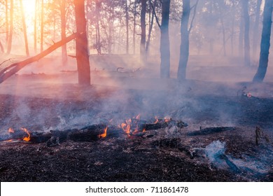 Forest Fire Burning, Wildfire Close Up At Day Time