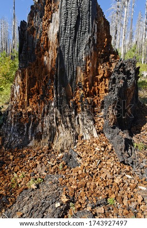Forest fire, burnt, charred tree, Santiam Pass, Cascade Range, Oregon, USA