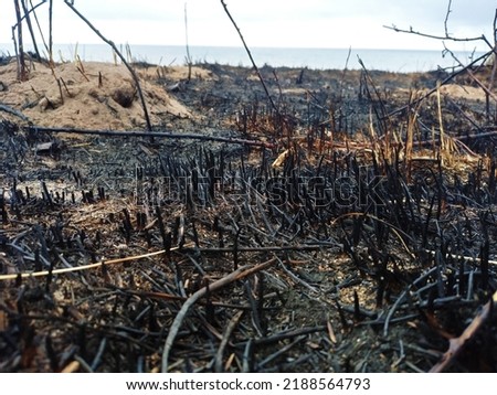 forest fire, burnt, charred vegetation. Effect of the heat wave. Global warming. pyromania