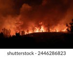Forest Fire in the Canary Islands