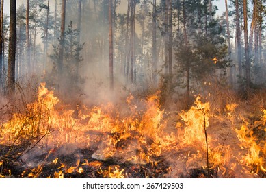 Forest fire and clouds of dark smoke in pine stands. Flame is starting to damage the trunk. Whole area covered by flame. Distorted details due high temperature and evaporation gases during combustion