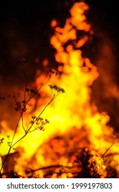 Forest fire concept. Wildfire. Night fire in the forest. Burning forest. Defocused