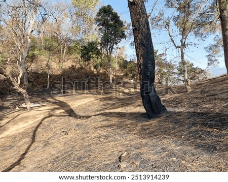 Forest fire damage, burned pine tree trunk.