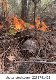Forest fire destroying wildlife, tortoise surrounded by forest fire - Shutterstock ID 2291781421