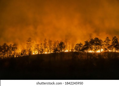 forest fire disaster is burning caused by human - Shutterstock ID 1842245950