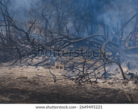 Forest fire and environmental disaster