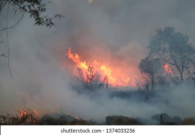 Forest Fire With Heavy Smoke Foreground In Tropical Forest In The Evening. Cause Of Deforestation In Developing Country. Image