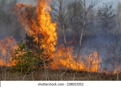 Forest fire. Image is appropriate to visualize wildfires or prescribed burning of forest or heathland.