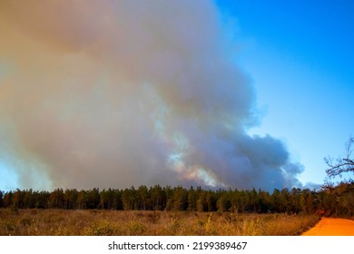 Forest fire large smoke clouds distant field view rural Georgia USA