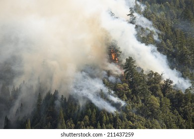 Forest Fire, Mendocino Forest, Northern California, 2014