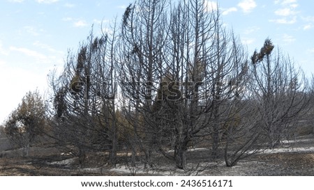 forest fire, natural disaster, ecological disaster, burn, burning, fire, scorching, scorched, burning, embers, ashes, firefighter, extinguish, extinguish, extinguishing, embers, nature, climate change Foto stock © 