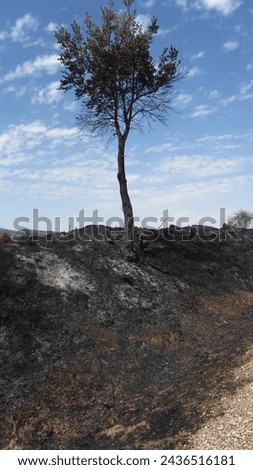 forest fire, natural disaster, ecological disaster, burn, burning, fire, scorching, scorched, burning, embers, ashes, firefighter, extinguish, extinguish, extinguishing, embers, nature, climate change Foto stock © 