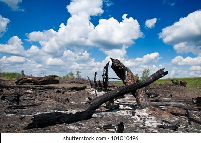 Forest fire and the new life thereafter
