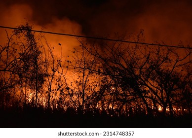 forest fire at night in mexico - Shutterstock ID 2314748357