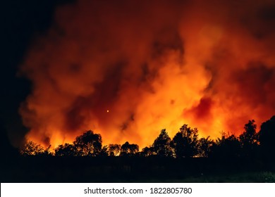 Forest fire at night, wildfire after dry summer season, burning nature in Russia, Voronezh Region