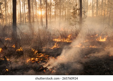 Forest fire on sunset background. Whole area covered by flame and smoke