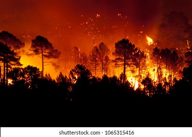 Forest fire, Pinus pinaster, Guadalajara (Spain)  - Shutterstock ID 1065315416