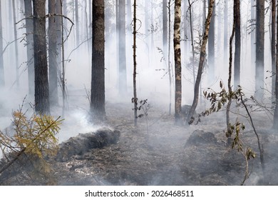 Forest fire in Russia  Fire  Rescuers  Forest  Problems  Burning hell  Fire in Karelia 