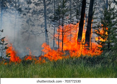 Forest Fire, Siberia, Russia