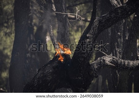 Forest Fire Suppression and Cooling Efforts