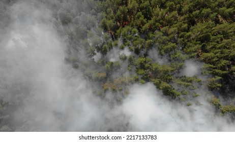 Forest Fire With Thick Black Smoke.