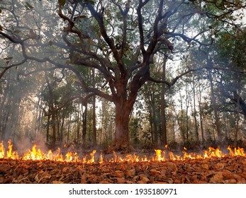 Forest Fire Tree On Fire 