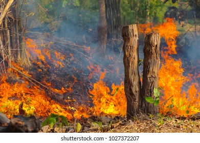 Forest fire, Wildfire burning tree in red and orange color at afternoon in the forest with smoke and flames. pollution,  North Thailand.