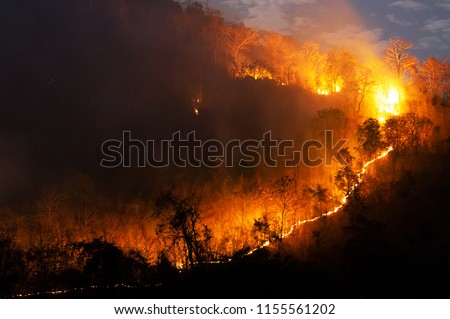 Forest fire, Wildfire burning tree in red and orange color at night in the forest on mountain, North Thailand, Soft focus.