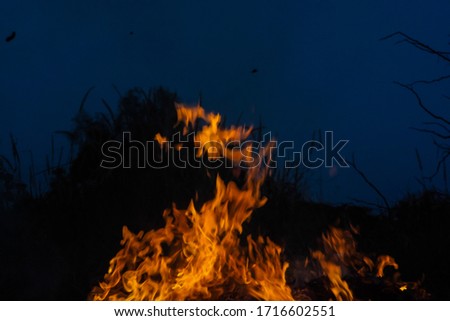 Similar – Foto Bild Lagerfeuer im Wald Freude