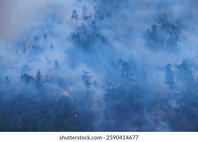 Forest fires and the destruction of trees