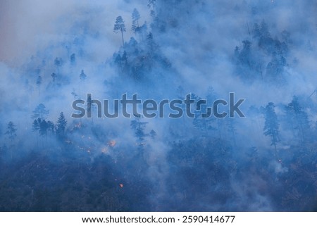 Forest fires and the destruction of trees