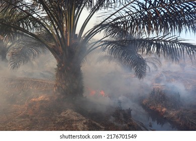 
Forest Fires On Peatland Overgrown With Oil Palm