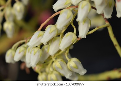 Forest Flame Lily Of The Valley Shrub - Latin Name - Pieris X Forest Flame