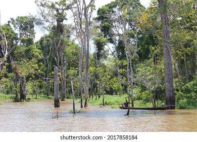 Igarapé, Forest Flooded By The Waters Of The Tapajós River In The Amazon