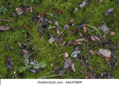 Forest Floor