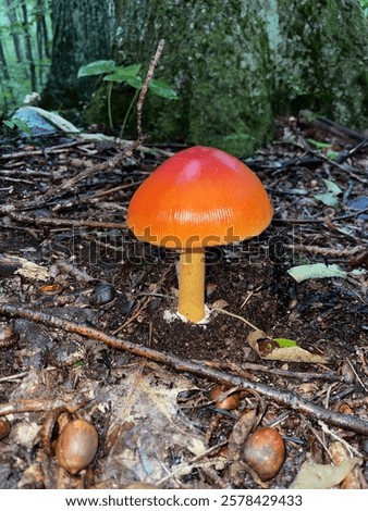 The forest floor is alive