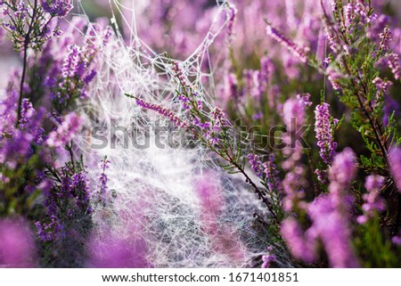 Similar – #A# Purple Way Environment