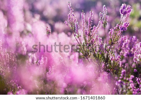 Forest floor of blooming heather flowers in a morning haze, spider silk and dew drops close-up. Latvia